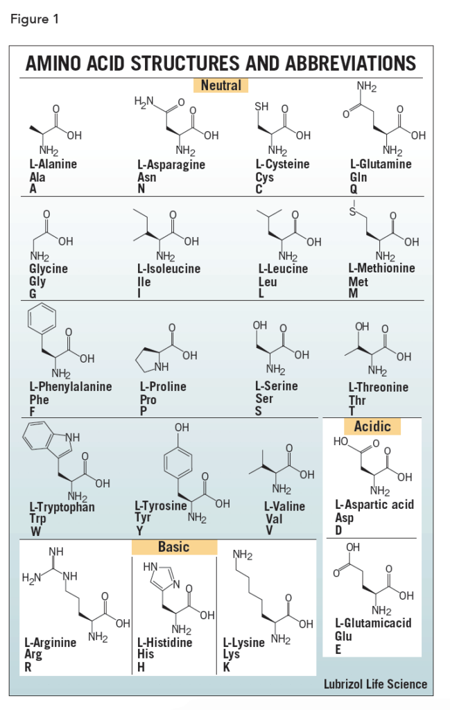 Protein Structure: Primary, Secondary, Tertiary, Quatemary Structures ...